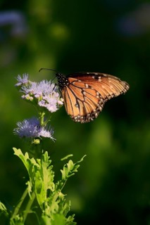 Monarch butterfly (Danaus plexippus), adult, on flower, foraging, Sonora Desert, Arizona, North