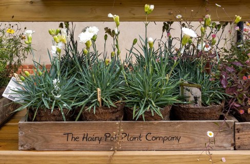 Plants on display from The Hairy Pot Plant Company, Suffolk, England, UK, Dianthus Memories