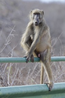 Chacma baboon (Papio ursinus), adult male, looking at camera, sitting on the guardrail of the