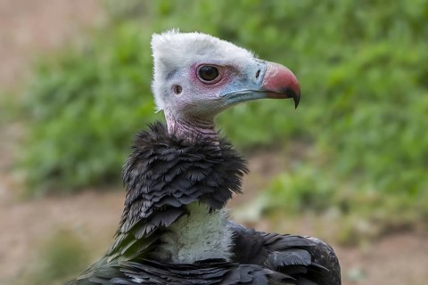 White-headed vulture (Trigonoceps occipitalis) close up portrait, endemic to Africa