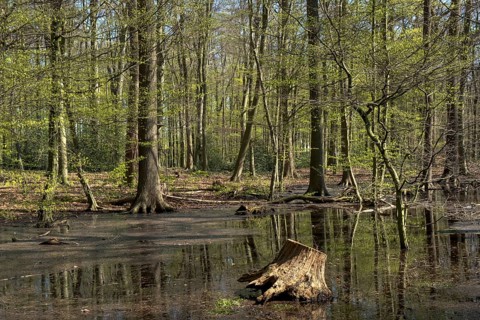 Natural forest landscape in spring with green foliage and a tree stump in the water, Ahaus,