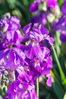 Colorful purple irises in a botanical garden