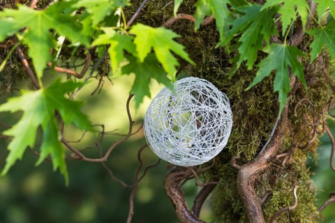 A ball of white thread in the branches of a tree