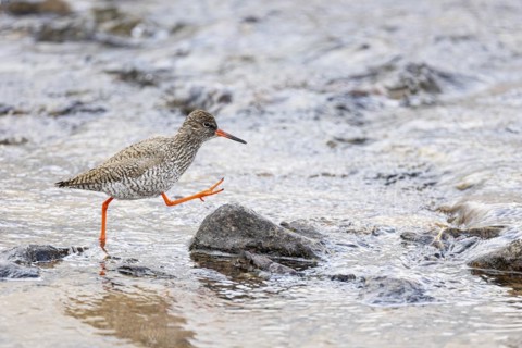 Common redshank (Tringa totanus), adult bird walking on a stone in the water, Varanger, Finnmark,