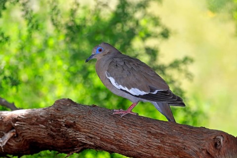 White-winged dove (Zenaida asiatica), adult, on tree, Sonoran Desert, Arizona, North America, USA,