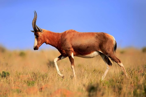 Bontebok (Damaliscus pygargus), adult, running, foraging, Mountain Zebra National Park, South