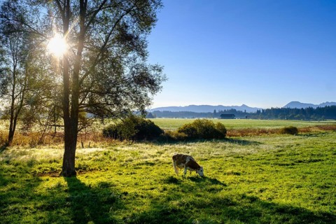 Sunrise with fog, in the Kirchsee Filzen, Kirchseemoor, near Sachsenkam, Tölzer Land, Alpine