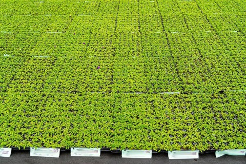 Horticultural business, greenhouse, flower pots, young plants, cape daisies, osteospermum, growing