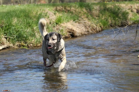 Kangal, Anatolian guard dog in the water, Allgäu, Bavaria, Germany, Europe