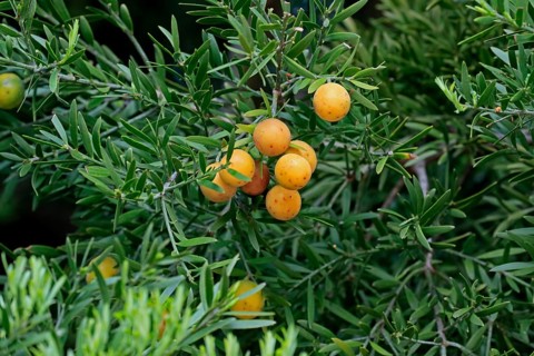 Weeping yew (Afrocarpus falcatus), fruit, fruit stand, Kirstenbosch Botanical Gardens, Cape Town,