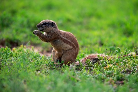 Cape ground squirrel (Xerus inauris), adult, alert, feeding, Mountain Zebra National Park, Eastern