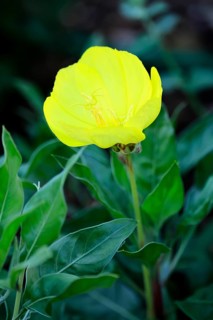 Common evening primrose (Oenothera biennis), flowering, flower, Ellerstadt, Germany, Europe