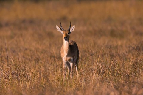 Bohor reedbuck (Redunca redunca) mll Botswana, Botswana, Africa