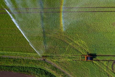 Irrigation of a wheat field on the Lower Rhine, with a mobile irrigation machine, large-area