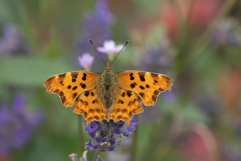 Comma butterfly (Polygonia c-album) adult insect feeding on blue Lavender flowers in a garden,