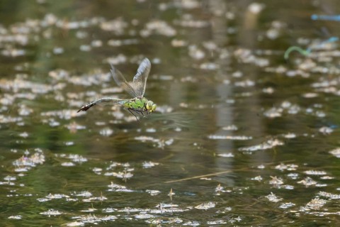 Emperor dragonfly (Anax imperator) adult female insect flying over the water of a pond, Suffolk,