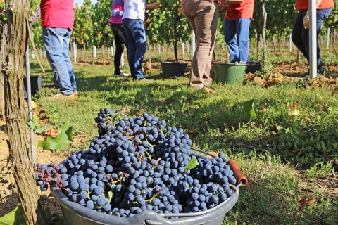 Grape grape harvest: Hand-picking Pinot Noir grapes in the Palatinate