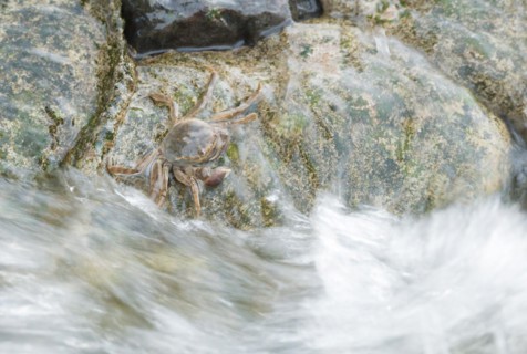 Chinese mitten crab (Eriocheir sinensis), invasive species, neozoon, crab, juvenile, clings to a