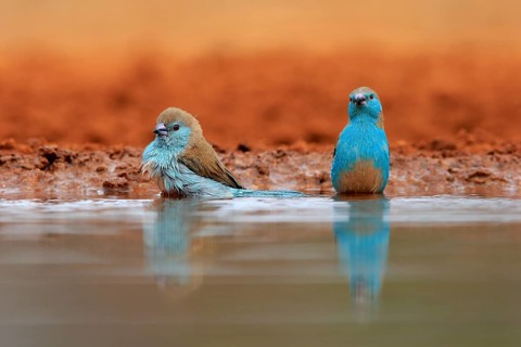 Angolan butterfly finch (Uraeginthus angolensis), blue-eared butterfly finch, adult, two birds, at