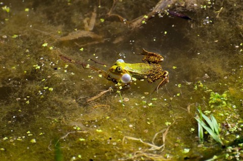 A green-brown frog in the water between algae looks into the camera, green frog (Pelophylax kl.