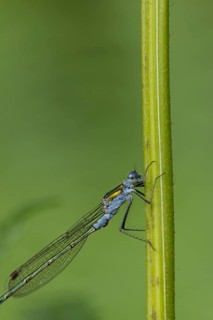 Emerald damselfly (Lestes sponsa) adult male insect resting on a plant stem, Suffolk, England,