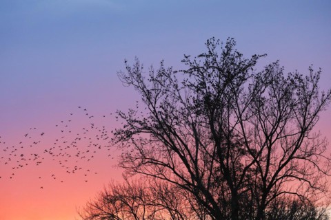 Starlings gather in treetops at sunset, Canton Lucerne, Switzerland, Europe