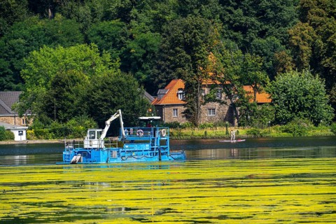 Mowing boat Nimmersatt, of the Ruhrverband, tries to keep the green plant carpet on the Lake