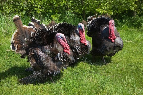 Black Spanish or the Norfolk Black turkey breed outside on grass lawn