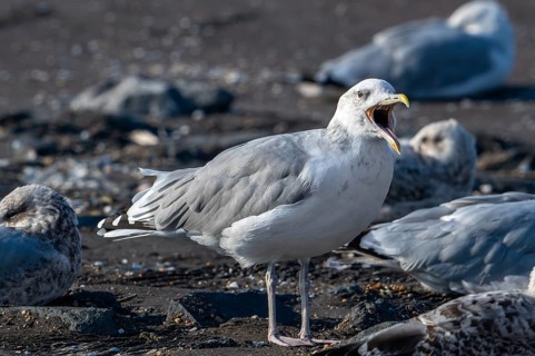 Caspian gull (Larus cachinnans) calling in seagull colony along the North Sea coast in late summer,