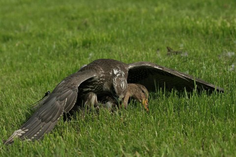 Gerfalcon (Falco rusticolus) young mating bird mantling over a mallard (Anas platyrhynchos) Allgäu,