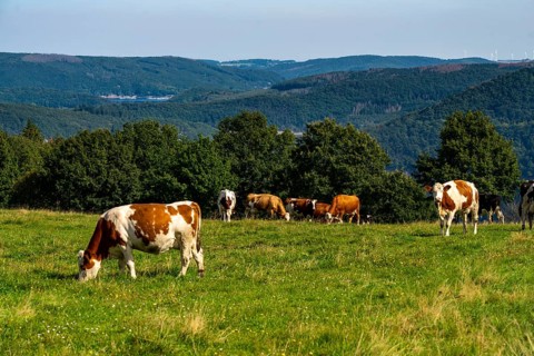 Landscape above the village of Woffelsbach, cattle pasture, view to the east, Rursee, Eifel