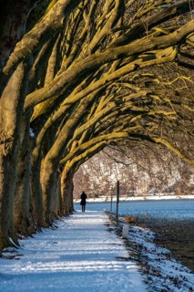 Winter, snowy landscape, winter walk at Lake Baldeney, plane tree avenue, lakeside path, at Haus