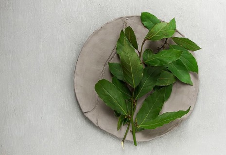 Fresh, bay leaf branch, on a gray background, top view, no people