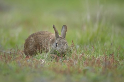 Rabbit (Oryctolagus cuniculus) adult animal collecting grass in its mouth for nesting material,