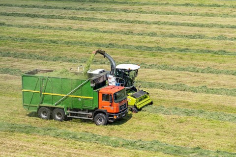 Hay harvest, on a Rhine meadow near Duisburg-Beeckerwerth, a forage harvester picks up the cut