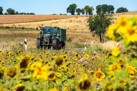 Country road, with tractor, sunflower field south-east of Nideggen, in the Rureifel, North
