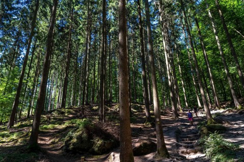 Spruce forest, coniferous forest, near the village of Irrel, Eifel, Rhineland-Palatinate, Germany,