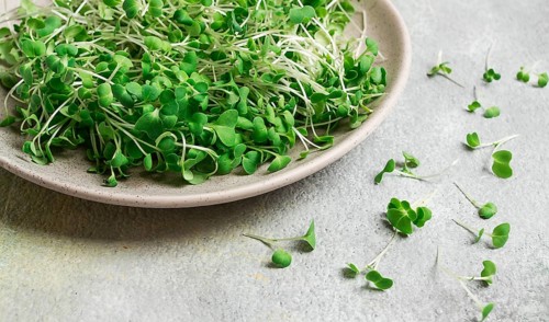 Fresh micro-greenery, on a plate, top view, no people