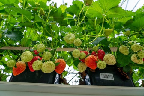 Strawberry cultivation in a greenhouse, strawberry plants with berries at different stages of