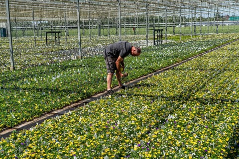 Horticultural business, greenhouse, various types of potted plants are grown here to be sold in