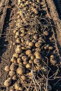 Potato harvest, Melodie variety, so-called split harvesting method, first the tubers are taken out