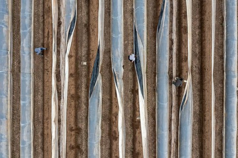 Asparagus harvest in the Rhineland, asparagus pickers at work in an asparagus field covered with