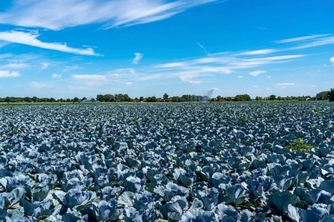 Vegetable cultivation, field with red cabbage, red cabbage, near Krefeld, North Rhine-Westphalia,