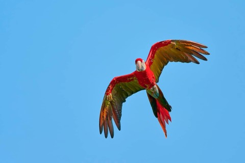 Scarlet Macaw (Ara macao) in flight, captive, Lower Saxony, Germany, Europe