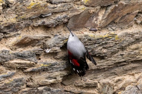 Wallcreeper (Tichodroma muraria) foraging on a wall, wildlife, Germany, Europe