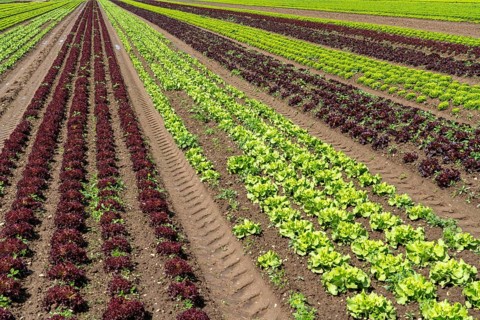 Agriculture, lettuce growing in a field, Lollo Bionda and Lollo Rossa, in long rows of plants,