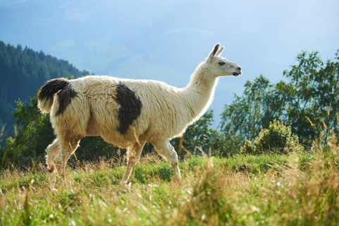Llama (Lama glama) standing on a meadow in the mountains in tirol, Kitzbühel, Wildpark Aurach,