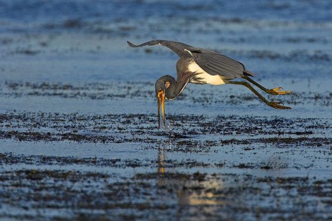 Tricolored heron (Egretta tricolor), foraging, Viera Wetlands, Sanibel Island, Florida, USA, North