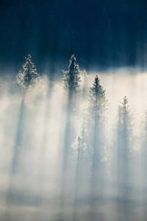 Fog and forest in Oberägeri in the canton of Zug, Switzerland, Europe