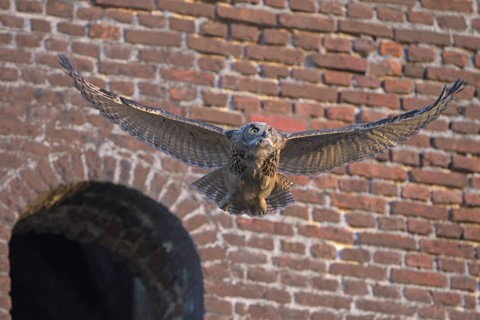 Eurasian eagle-owl (Bubo bubo), fledgling, making its first attempts at flight, industrial